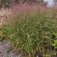 Panicum virgatum b.p.