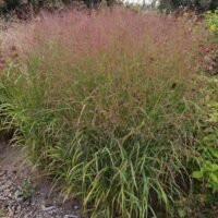 Panicum virgatum b.p.