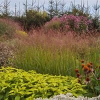 Panicum virgatum b.p.