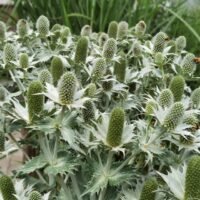 Eryngium giganteum