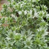 Eryngium giganteum