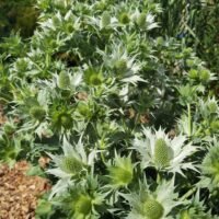 Eryngium giganteum