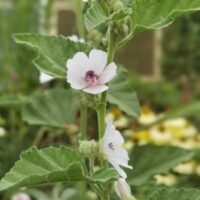 Althaea officinalis