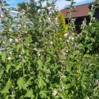 Althaea officinalis