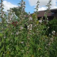 Althaea officinalis