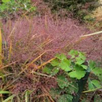 Eragrostis spectabilis