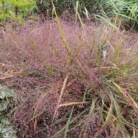 Eragrostis spectabilis