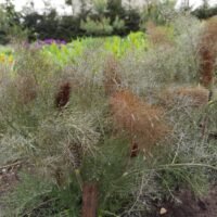 Foeniculum vulgare ‘Giant Bronze’
