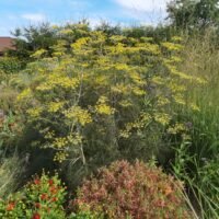 Foeniculum vulgare ‘Giant Bronze’