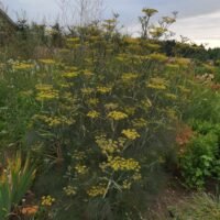 Foeniculum vulgare ‘Giant Bronze’