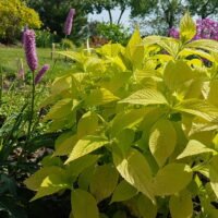 Leucosceptrum japonicum ‘Golden Angel’