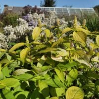 Leucosceptrum japonicum ‘Golden Angel’