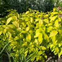 Leucosceptrum japonicum ‘Golden Angel’