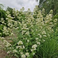 Centranthus ruber ‘Albus’