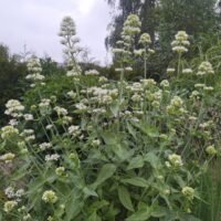 Centranthus ruber ‘Albus’