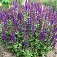 Salvia nemarosa ‘Compact Violet’