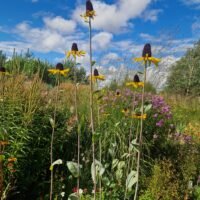 Rudbeckia maxima