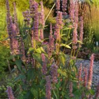 Agastache foeniculum