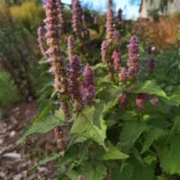 Agastache foeniculum