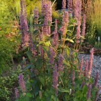 Agastache foeniculum