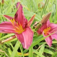 Daylily (=Hemerocallis) ‘Summer Wine’