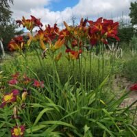 Daylily (=Hemerocallis) ‘Stanislaw’