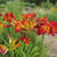 Daylily (=Hemerocallis) ‘Stanislaw’