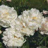 Paeonia lactiflora ‘Kelway’s Glorious’