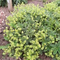 Alchemilla conjuncta