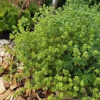 Alchemilla conjuncta