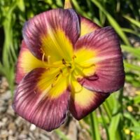 Daylily (=Hemerocallis) ‘Night Bacon’