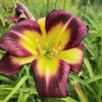 Daylily (=Hemerocallis) ‘Night Bacon’