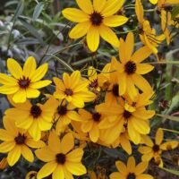 Coreopsis tripteris