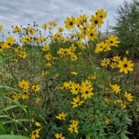 Coreopsis tripteris