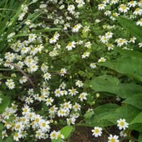 Tanacetum parthenium
