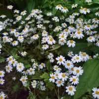 Tanacetum parthenium