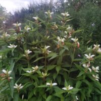 Chelone obliqua ‘Alba’