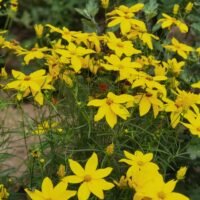 Coreopsis verticillata ‘Grandiflora’