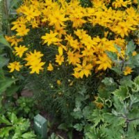 Coreopsis verticillata ‘Grandiflora’