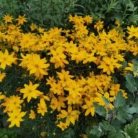 Coreopsis verticillata ‘Grandiflora’