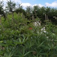 Veronicastrum sibiricum