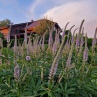 Veronicastrum sibiricum