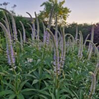 Veronicastrum sibiricum