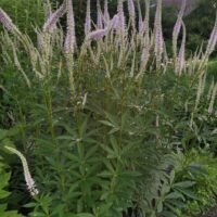 Veronicastrum sibiricum