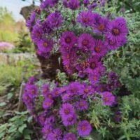 Aster novae-angliae ‘Helen Picton’