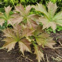 Rodgersia podophylla