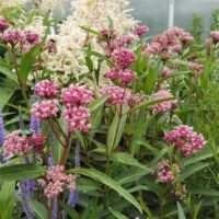 Asclepias incarnata