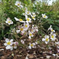 Anemone japonica