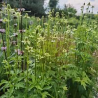 Anemone cylindrica
