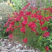 Coreopsis ‘Red Satin’